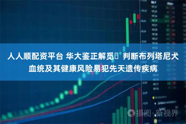 人人顺配资平台 华大鉴正解觅️判断布列塔尼犬血统及其健康风险易犯先天遗传疾病