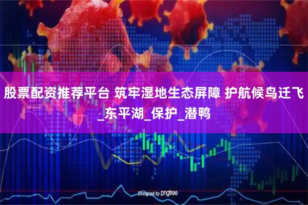 股票配资推荐平台 筑牢湿地生态屏障 护航候鸟迁飞_东平湖_保护_潜鸭